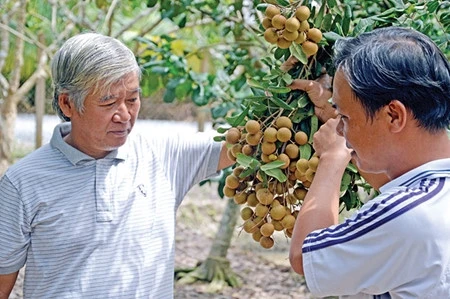 Dông Thap: Une fruiticulture fructueuse