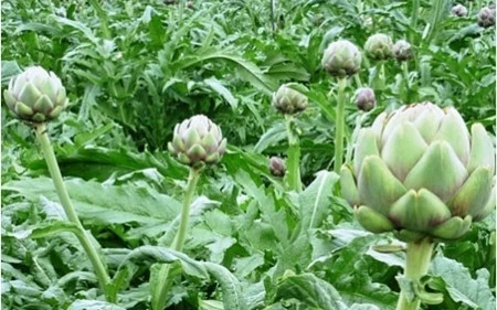 Nouvelle ruralité: Sa Pa, nouvel eldorado des plantes médicinales