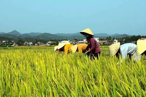 Aide aux paysans dans la production rizicole bio aux normes internationales