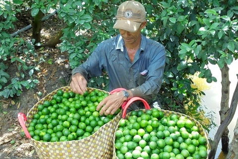 Exportation de citrons en République de Corée