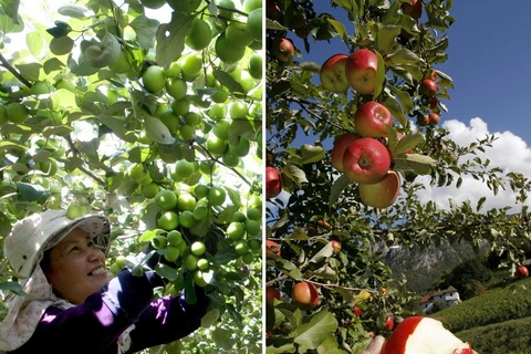 Comparaison entre la récolte des fruits au Vietnam et celle dans le monde