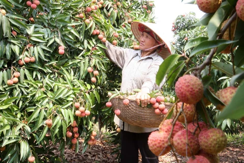 Les entreprises australiennes et malaisiennes apprécient les litchis de Bac Giang