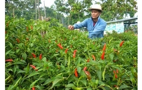 Piment : un projet sud-coréen de 2,1 millions de dollars à Ninh Thuân
