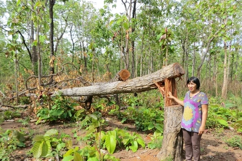 Près de 400 millions de dollars pour la restauration et le développement des forêts du Tay Nguyen