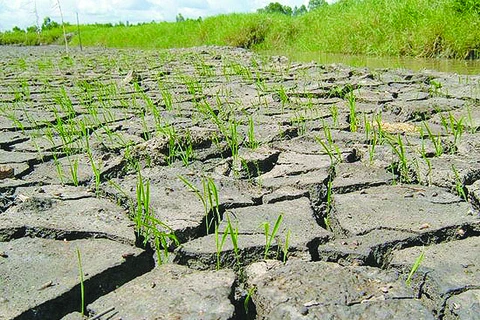Bloomberg: la sécheresse ne fait pas obstacle à la croissance au Vietnam