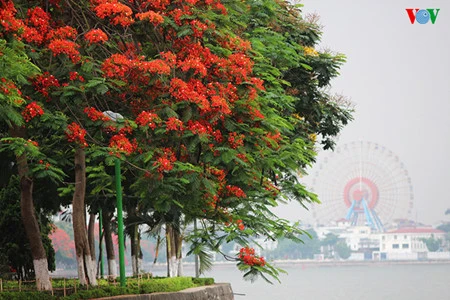 Hanoi aux couleurs de l’été