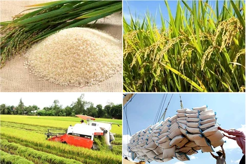 Le Vietnam exporte 2,65 millions de tonnes de riz au 1er semestre de 2016