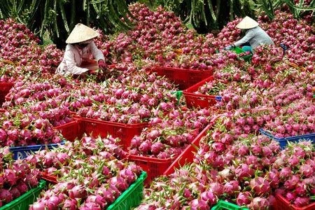 Exportations de plus de 100 tonnes de fruits de dragon en Thaïlande
