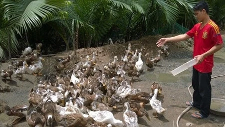 Le delta du Mékong opte pour l’élevage des canards maritimes