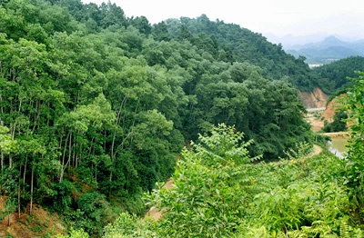 Thanh Hoa et Hua Phan (Laos) coopèrent pour protéger les forêts le long des frontières