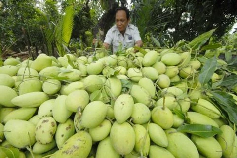 Un grand volume de mangue vietnamienne expédié en Australie