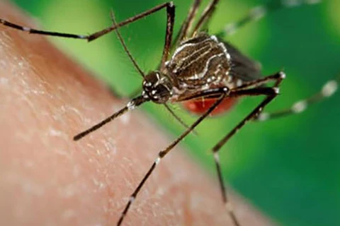 Découverte d’un cas d’infection par le virus Zika à Phu Yen