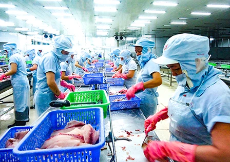 Le tilapia vietnamien s’exporte à un bon prix aux Etats-Unis