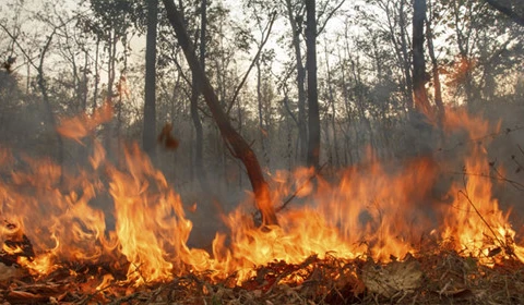 L'Indonésie en alerte contre les fumées d'incendies