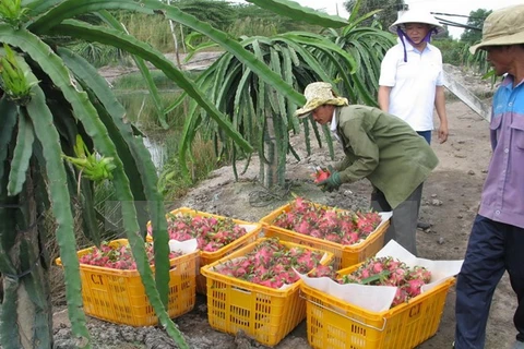 L’Australie peut importer des fruits du dragon et des crevettes vietnamiens