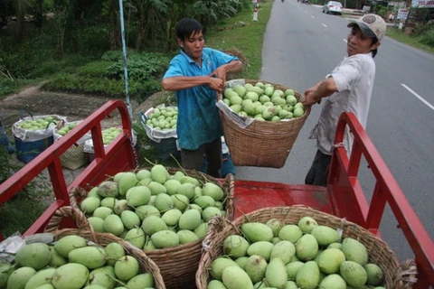 L'Australie autorise l'importation de mangues fraîches du Vietnam