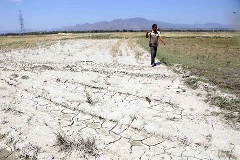 La FAO assiste des agriculteurs touchés par la sécheresse dans la province de Ninh Thuan 