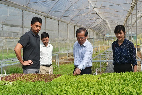 Le Japon investit dans un projet de culture de légumes bio à Binh Dinh 