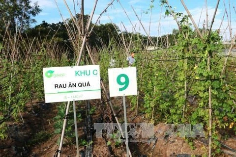 Agriculture high-tech : Tay Ninh va choisir le Japon comme partenaire