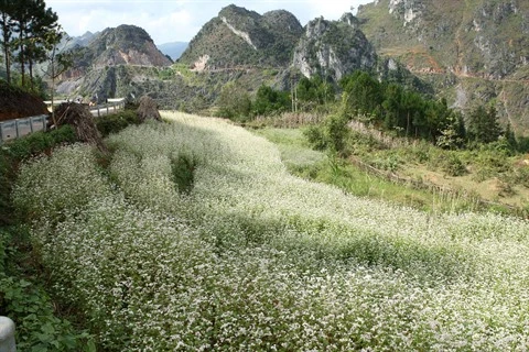 Ouverture de la 2e fête des fleurs de sarrasin à Hà Giang 