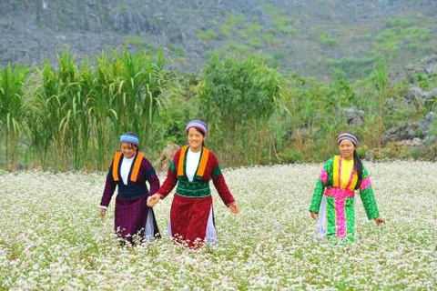 Ha Giang séduit les touristes pendant la floraison des fleurs de sarrasin 