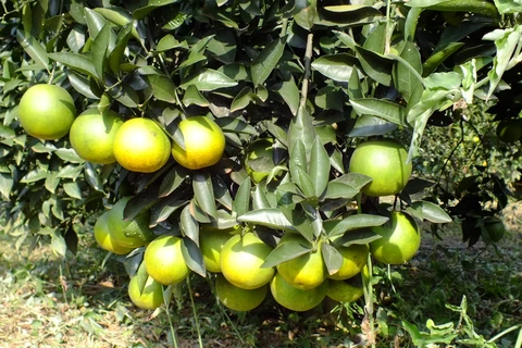 Hoa Binh : bientôt la 2e Fête des oranges de Cao Phong