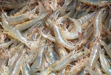Les Américains apprécient les crevettes à pattes blanches du Vietnam 