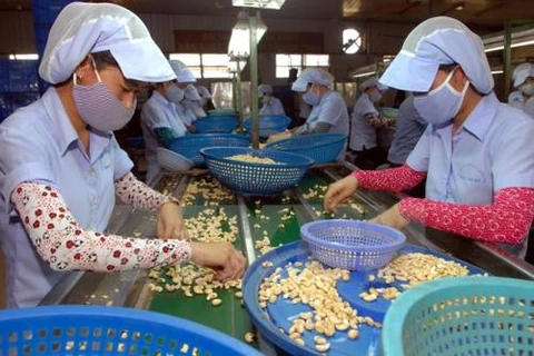 Record d’exportations de noix de cajou en 2016