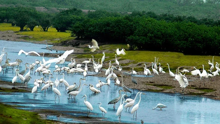 Parc national de Xuân Thuy : là où l’oiseau se pose