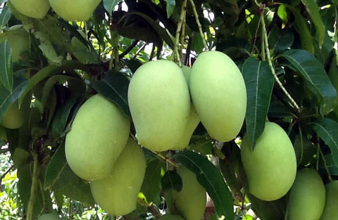 Le Vietnam exporte plus de 10.000 tonnes de fruits frais vers des marchés exigeants