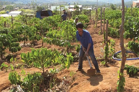 Le Tây Nguyên à la recherche d’une solution durable