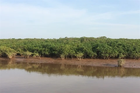 Les mangroves reculent, l’érosion côtière menace