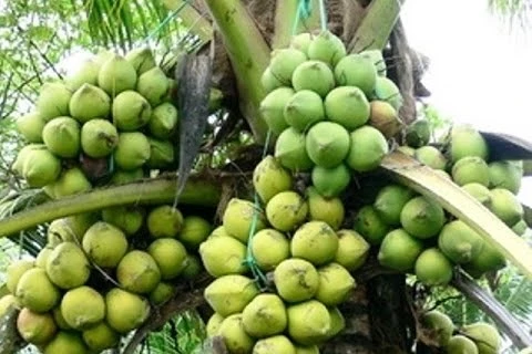 Tra Vinh aide ses PMEs à améliorer la valeur des produits à base de cocotier