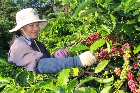 Des mesures pour développer la caféiculture