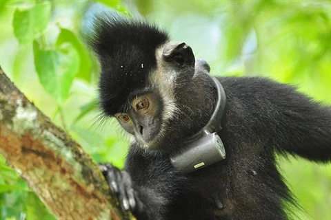 Vent d’espoir pour le langur de Hà Tinh