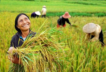 Développer la recherche sur le riz en Asie du Sud-Est