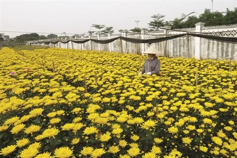 Au village de Tây Tuu, la fleur est reine