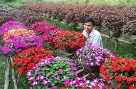 Le village horticole de Sa Dec à l'approche du Têt