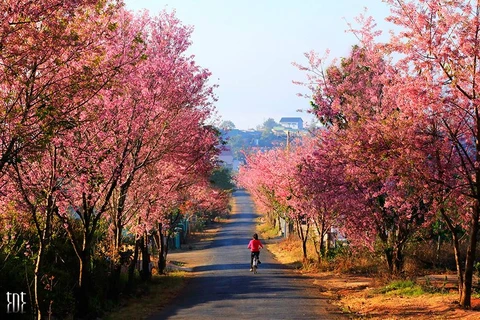 Première fête des fleurs de cerisiers de Da Lat en février prochain