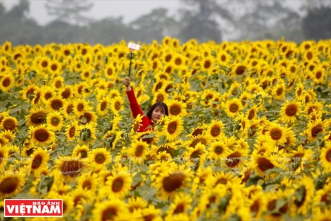 Un magnifique champ de tournesols à Nghia Dàn