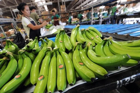Les bananes vietnamiennes de plus en plus appréciées dans le monde