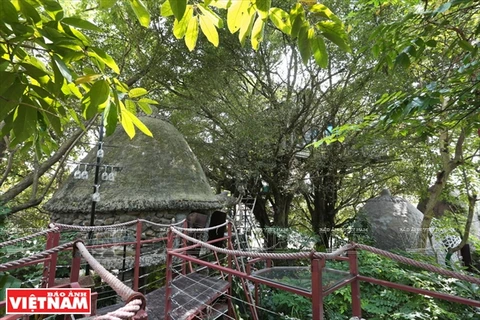 La vie à Cosy Tree House, les maisons accrochées aux arbres