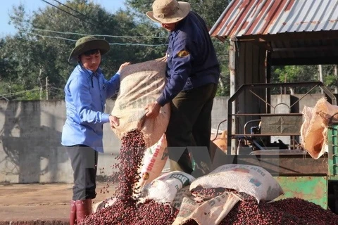 Le Vietnam veut développer la caféiculture durable face au réchauffement