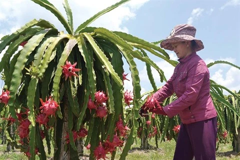 De nouvelles perspectives pour le fruit du dragon de Binh Thuân