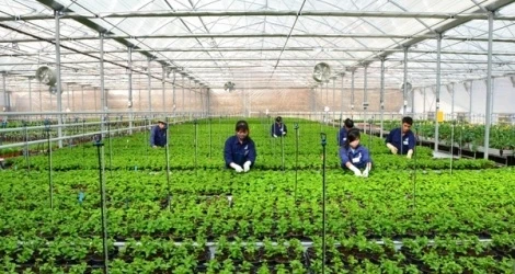 Le plan d’aménagement général de la zone agricole de haute technologie de Phu Yên ratifié