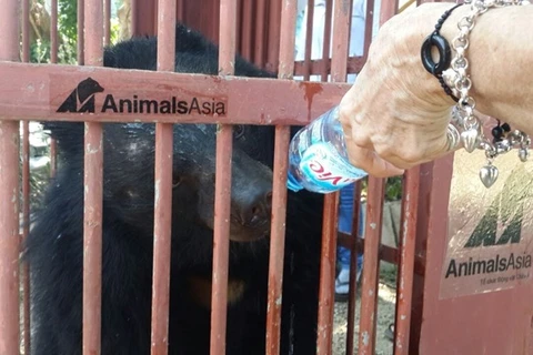 Animals Asia recueille deux nouveaux ours