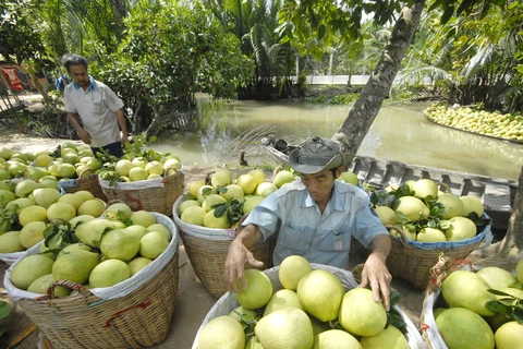 1er trimestre : les exportations vietnamiennes de fruits et légumes sur leur lancée