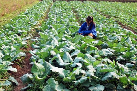 IFC soutient la production agricole durable