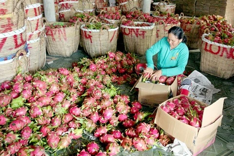 Les fruits vietnamiens conquièrent les marchés étrangers