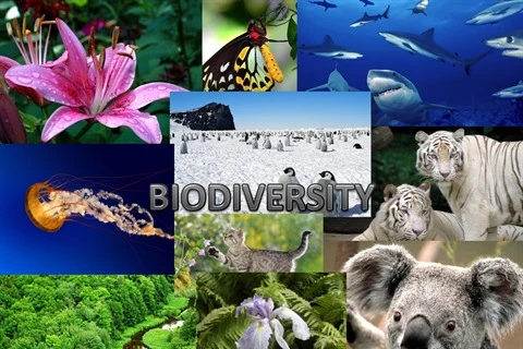 L’ambassade de France au Vietnam célèbre la biodiversité